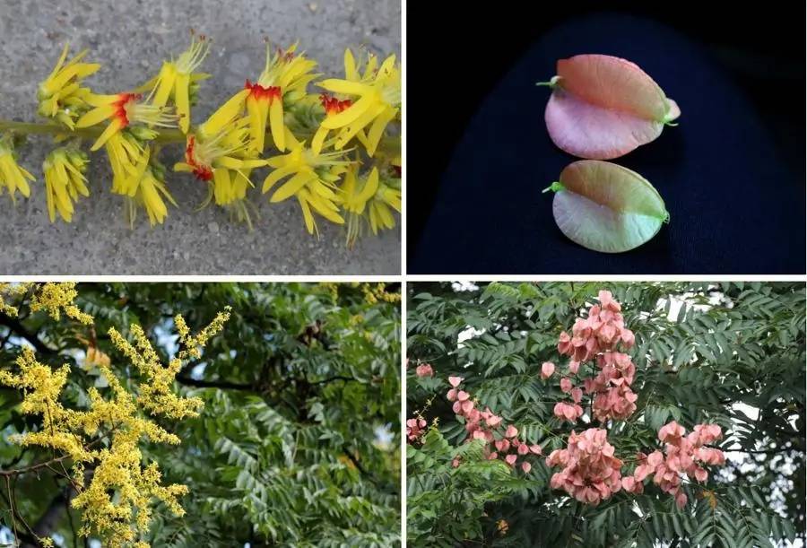 皇冠信用網代理如何注册_上海天气大反转！雨水+冷空气来袭皇冠信用網代理如何注册，气温将骤降...“差不多行了，再热就不礼貌了”