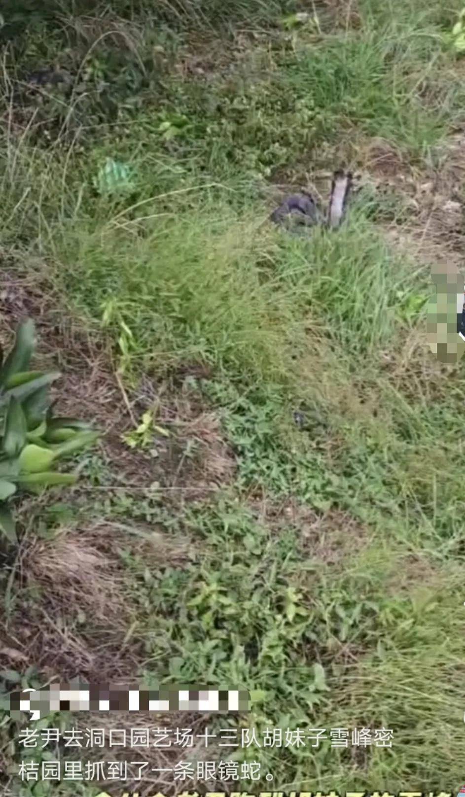 皇冠信用网可以占几成
_已组织10多人寻找!湖南邵阳一男子直播挖蛇时被咬皇冠信用网可以占几成
,拒打血清后失联