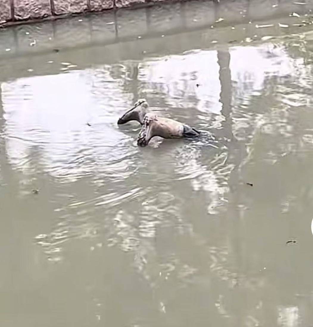 女王公园巡游者 vs 南安普敦
_上海一男子报警称发现“浮尸”！多部门“全副武装”赶来女王公园巡游者 vs 南安普敦
，结局反转：捞起一双长筒雨鞋