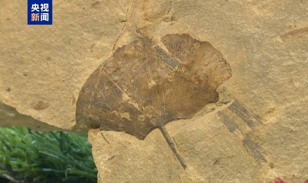 皇冠信用网最高占成
_距今约2.8亿年皇冠信用网最高占成
!山西阳泉矿区发现远古银杏化石