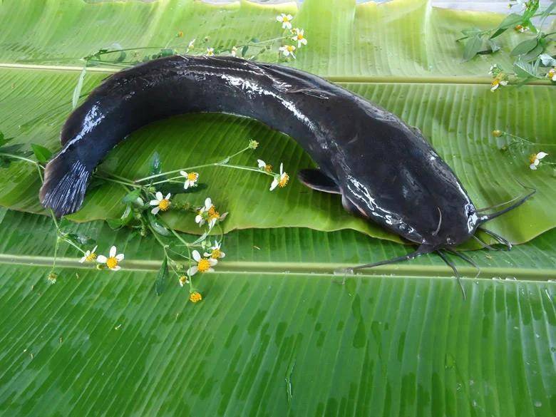 信用盘如何申请
_都江堰一水库被放生万斤外来物种埃及塘鲺?官方澄清:已进行阻止和打捞信用盘如何申请
,经鉴定是本地八须鲶