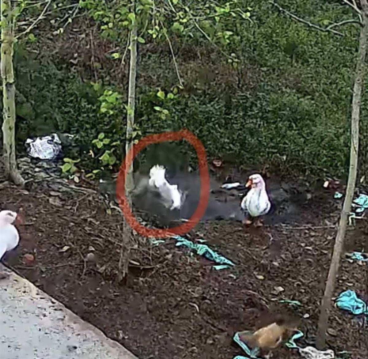 苏格兰超级联赛_大鹅主人抽水追凶最新进展来了：深刨半米淤泥啥也不见苏格兰超级联赛，或因厚草盖顶溺亡